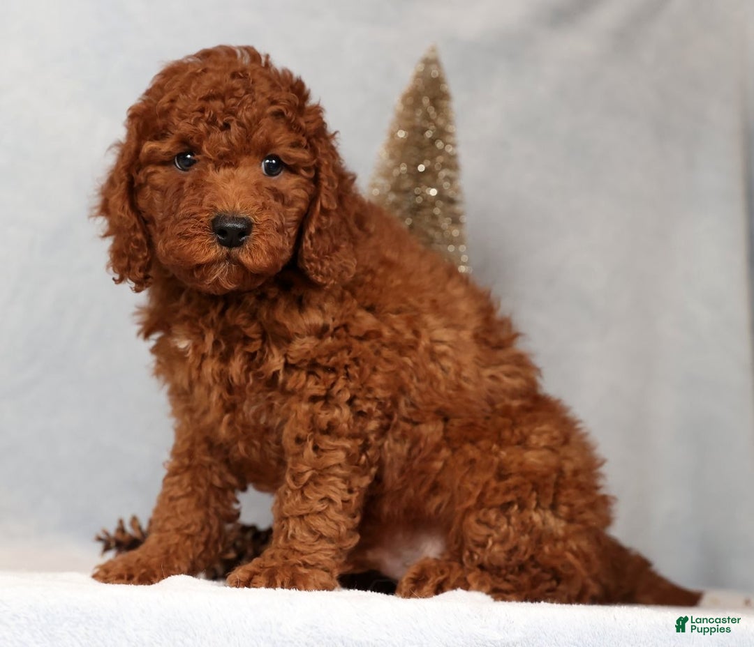 Miniature Poodle dogs for sale: Scott - Ad 4