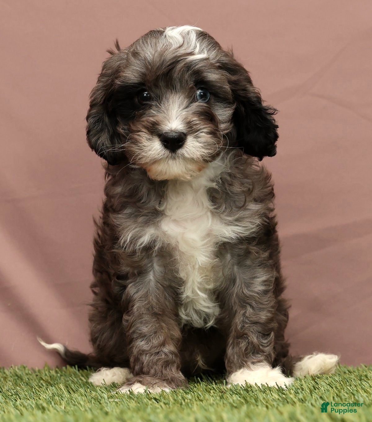 Cavapoo dogs Cooper - Ad 10