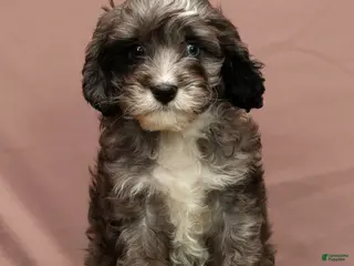 Cavapoo dogs Cooper - Ad 24