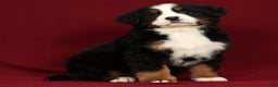 Bernese Mountain Dog dogs for sale: Piper - Ad 4
