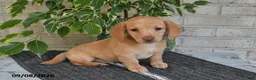 Miniature Dachshund dogs for sale: Oliver - Ad 5
