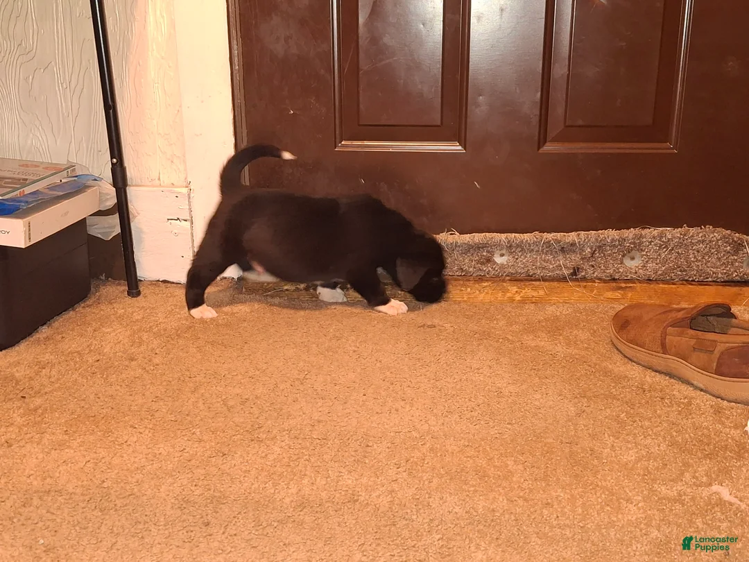 Mixed Breed dogs for sale: Mixed Breed Puppy 1 Bear - Ad 1