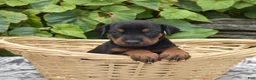 Doberman Pinscher dogs for sale: Orchid - Ad 3