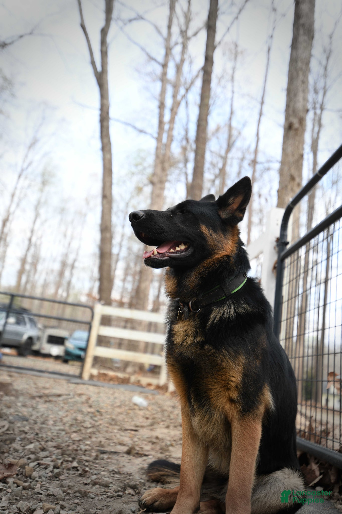 German Shepherd dogs German Shepherd Puppy 1 - Ad 1