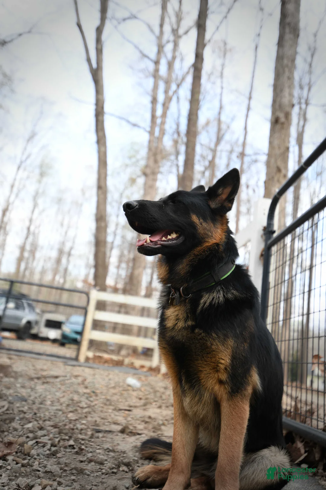 German Shepherd dogs for sale: German Shepherd Puppy 1 - Ad 1