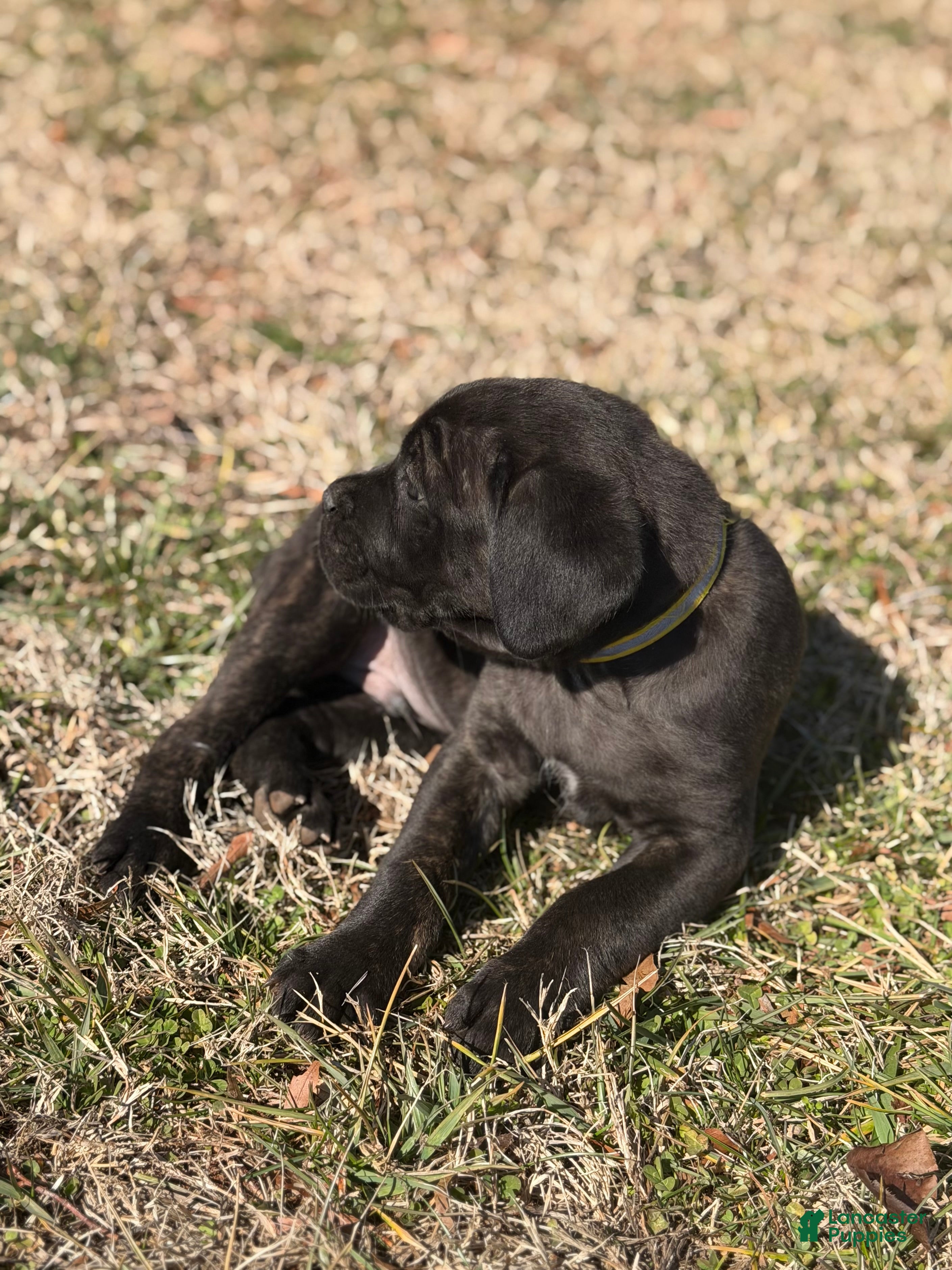 Cane Corso dogs Mellow - Ad 2