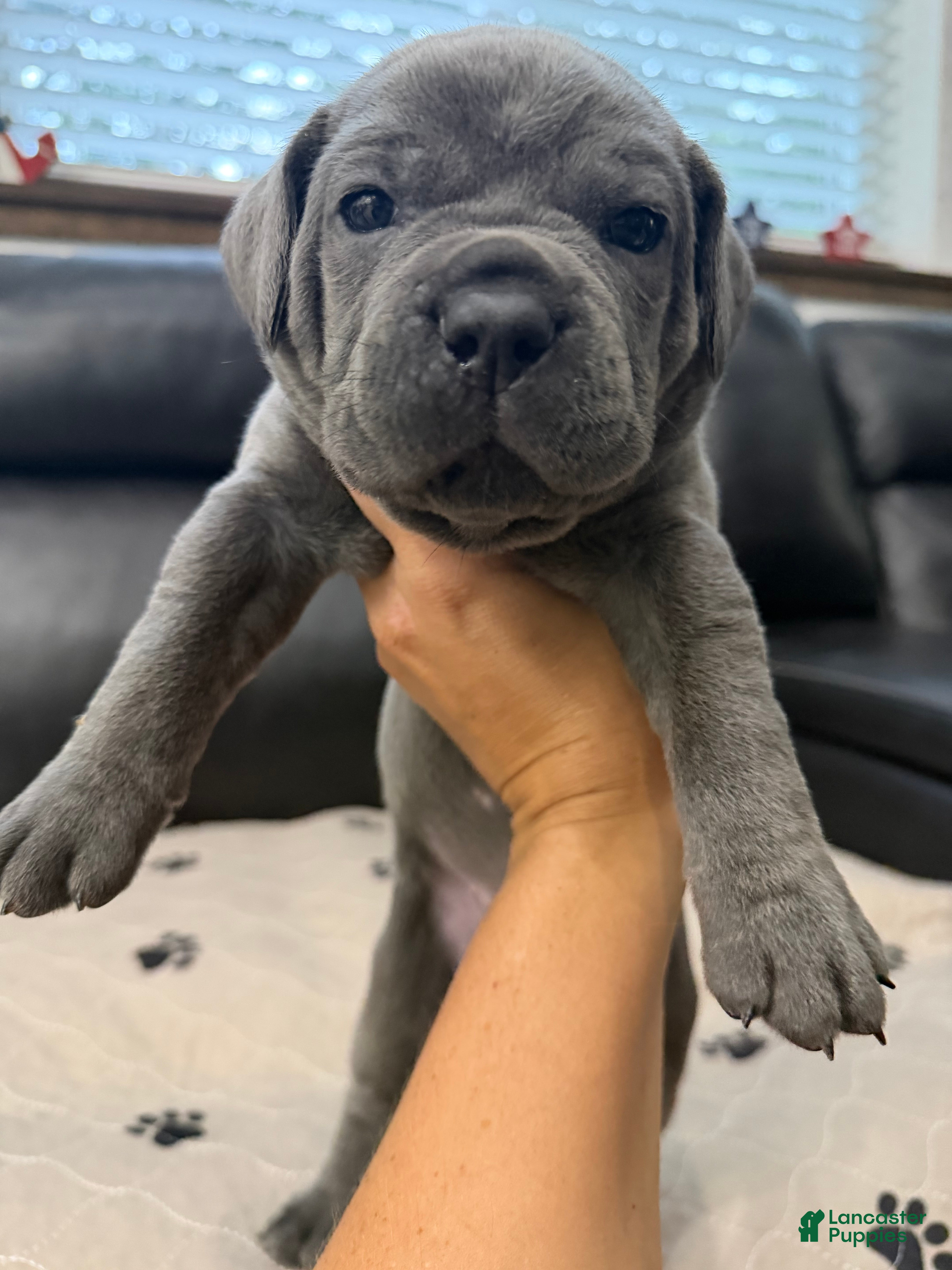 Cane Corso dogs Teal Collar - Maria - Ad 1
