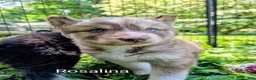 Siberian Husky dogs for sale: Rosalina_Female - Ad 1