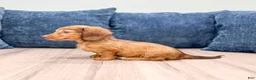 Miniature Dachshund dogs for sale: Felicia - Ad 6