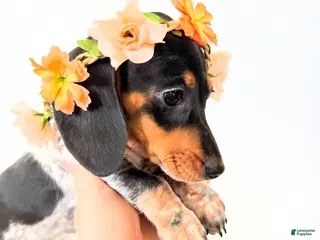 Miniature Dachshund dogs AKC Opal - Ad 5