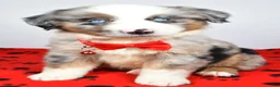 Miniature Australian Shepherd dogs for sale: Cletus - Ad 1