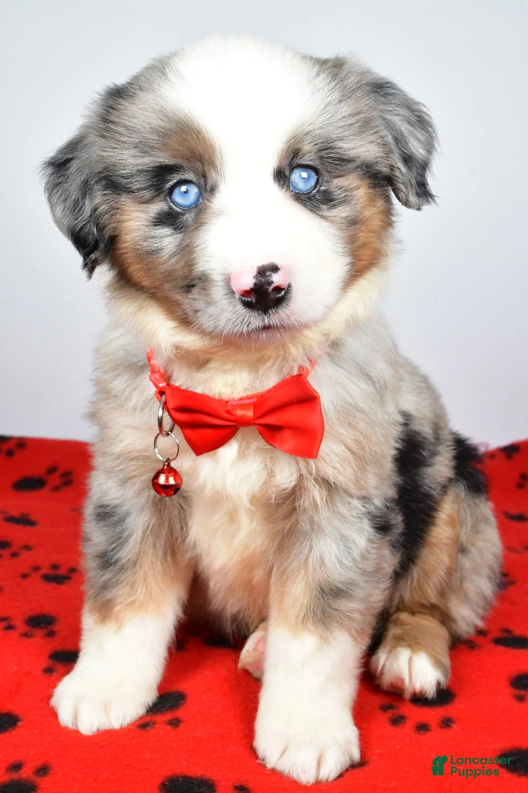 Miniature Australian Shepherd dogs for sale: Cletus - Ad 1
