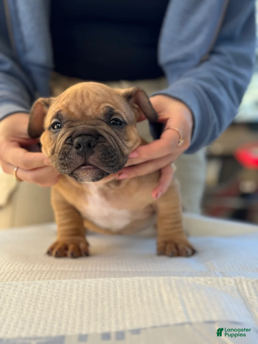 Gallery Image {{count}}