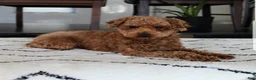 Bichpoo dogs for sale: Jenny - Ad 12