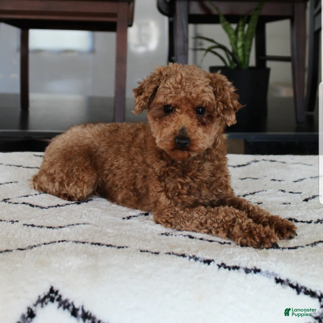 Bichpoo dogs for sale: Jenny - Ad 12