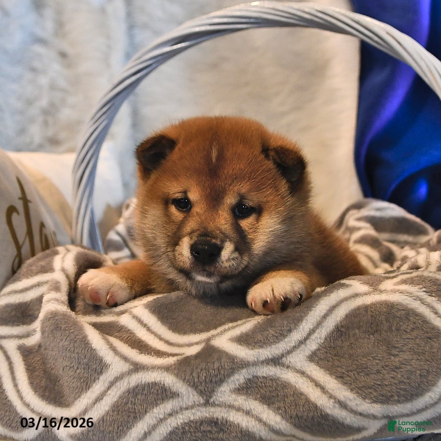 Shiba Inu dogs Riley Jake - Ad 2