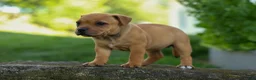 Staffordshire Bull Terrier dogs for sale: Mia Belle 🌸 - Ad 11