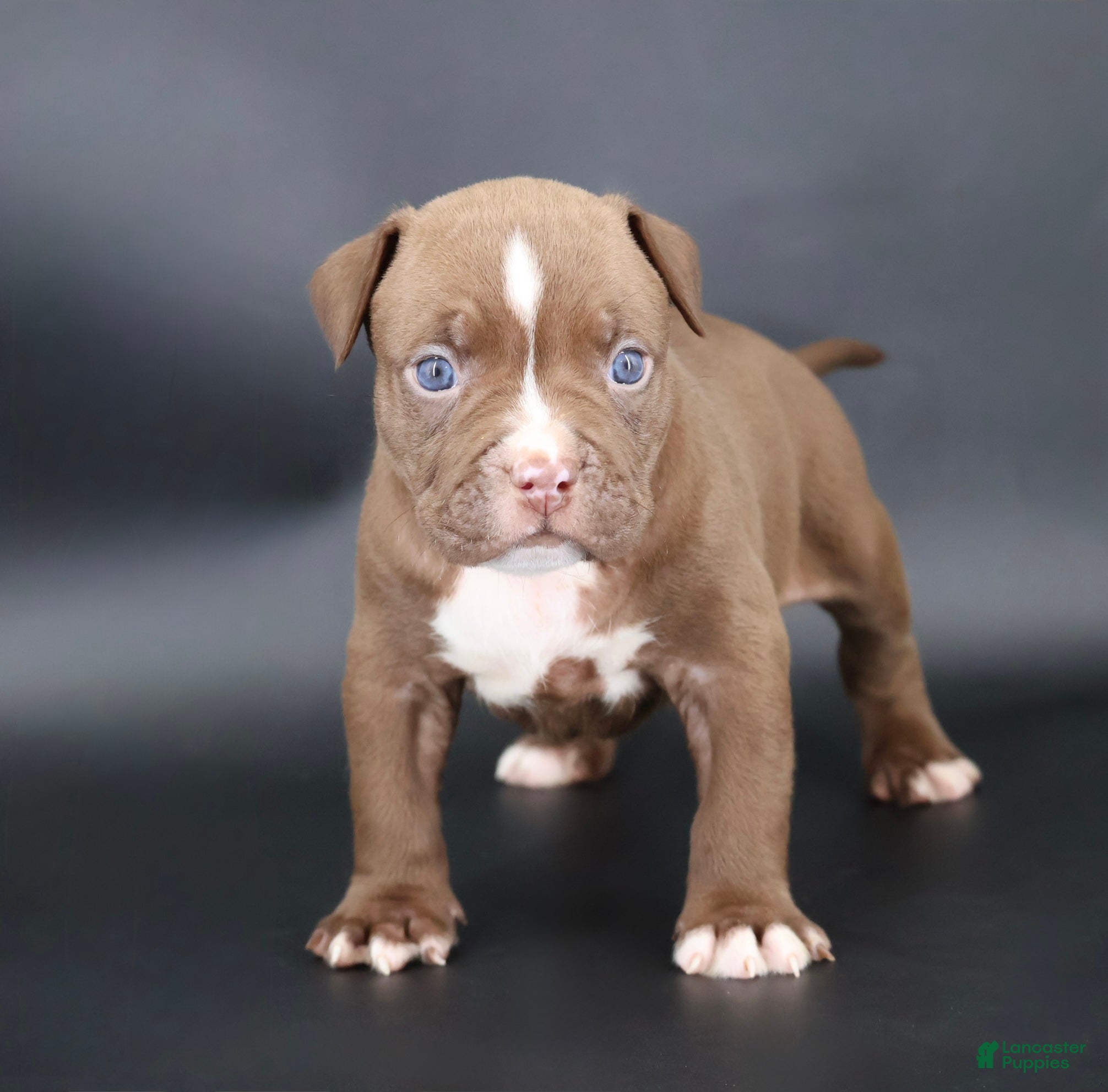 American Bully dogs Set - XL - ABKC - Ad 1