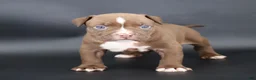 American Bully dogs for sale: Set - XL - ABKC - Ad 3