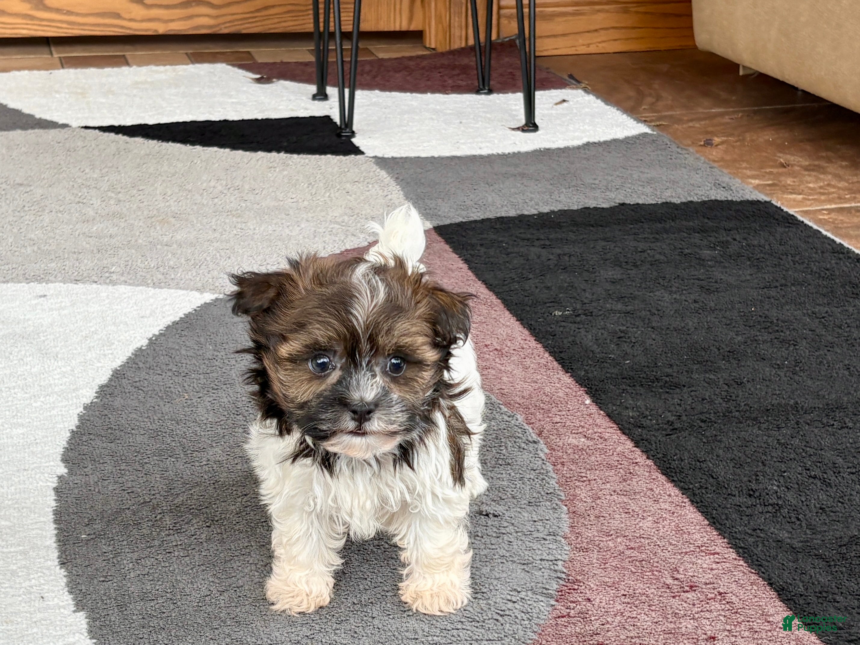 Havanese dogs Male 2 - Ad 15