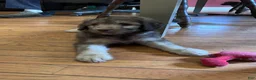 Aussiedoodle dogs for sale: Aussiedoodle 2 - Ad 6