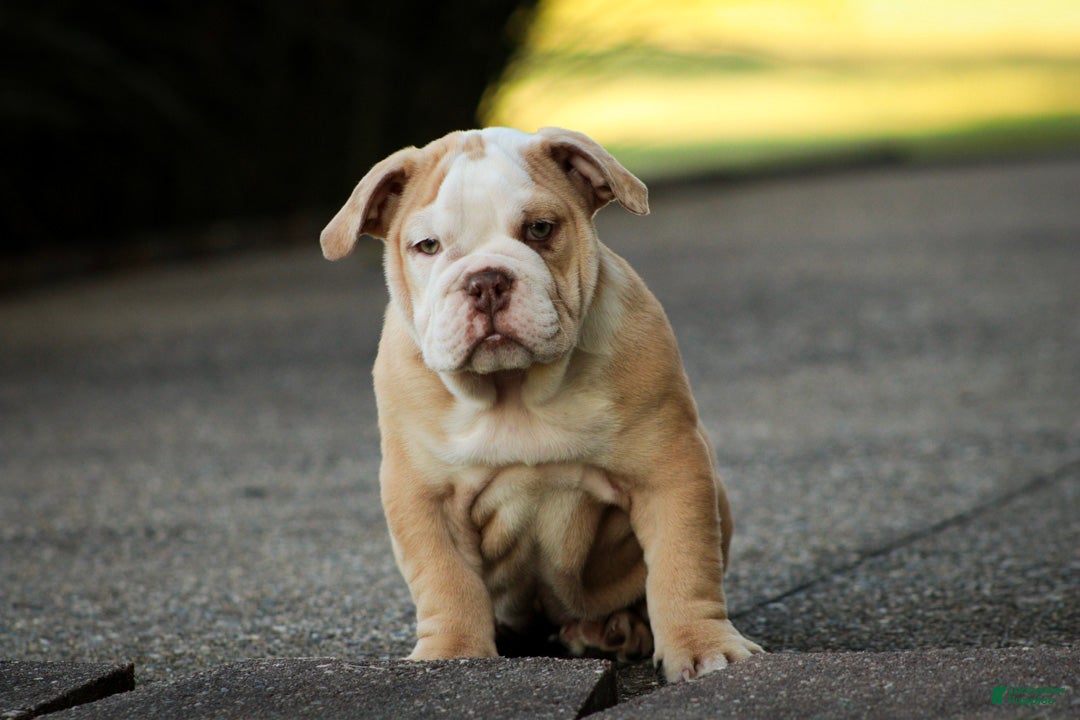 English Bulldog dogs Tonya English Bulldog  - Ad 2