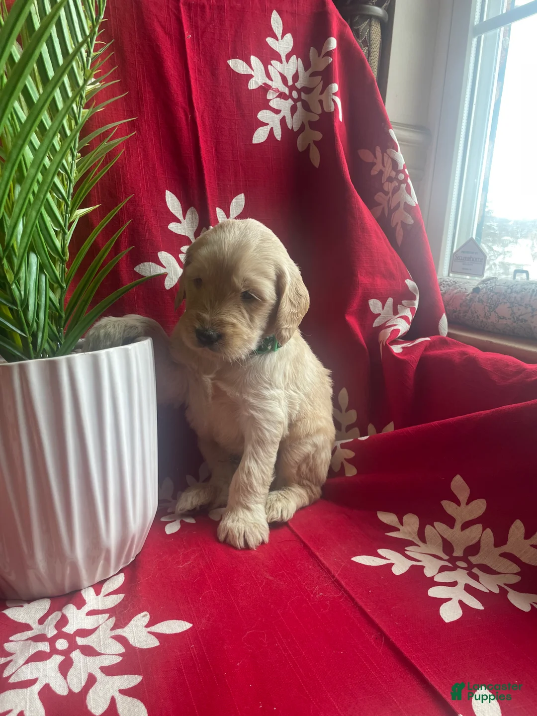 Goldendoodle dogs for sale: Goldendoodle Puppy 2 - Ad 2
