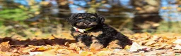 Miniature Poodle dogs for sale: Sterling (AKC) - Ad 4