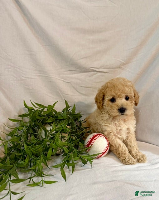Toy Poodle dogs Kobe  - Ad 2
