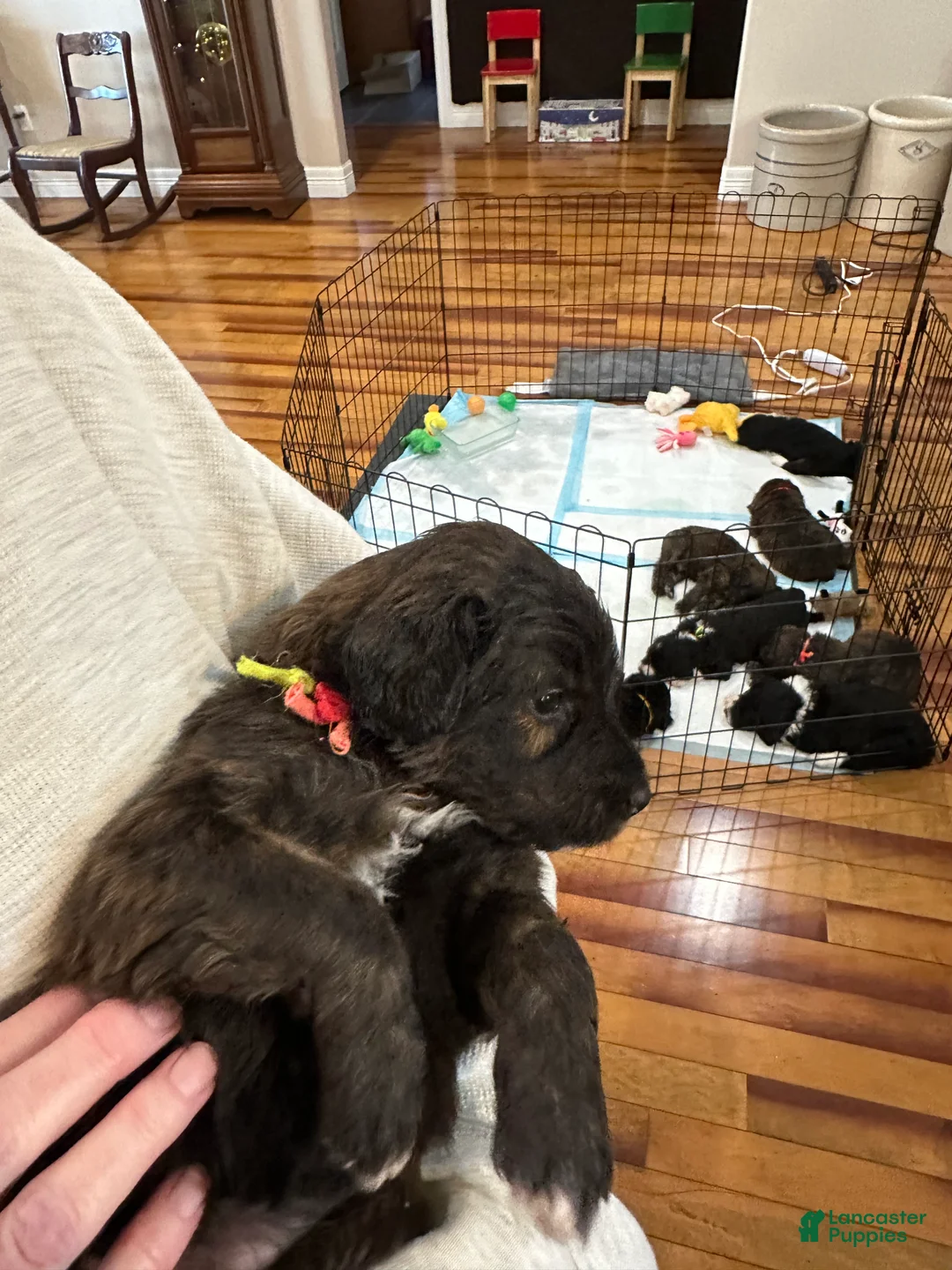 Mixed Breed dogs for sale: Female # 5 English  Shepherd Doodle  - Ad 7