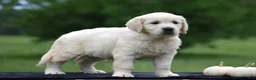 Golden Retriever dogs for sale: Dixie - Ad 3