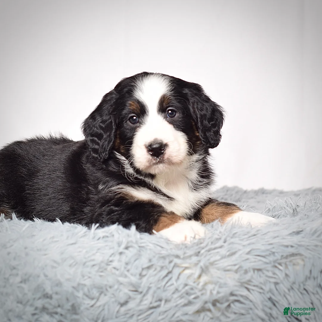 Bernedoodle dogs for sale: Ms. Vanessa - Ad 3