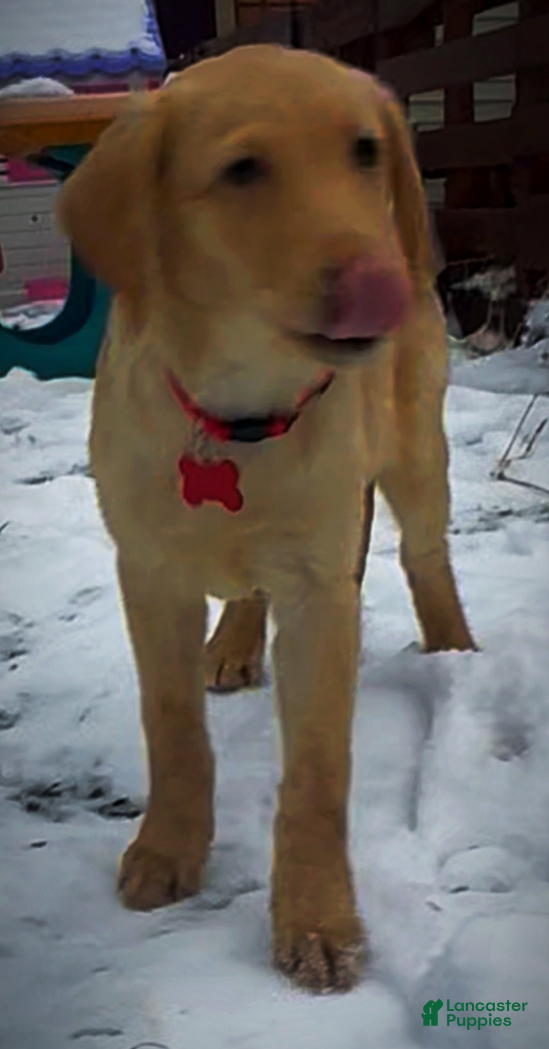 Labrador Retriever dogs for sale: Labrador Retriever Puppy 1 - Ad 5