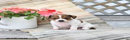 Chiweenie dogs for sale: Posy - Ad 3