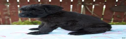 Giant Schnauzer dogs for sale: Lynette - Ad 5