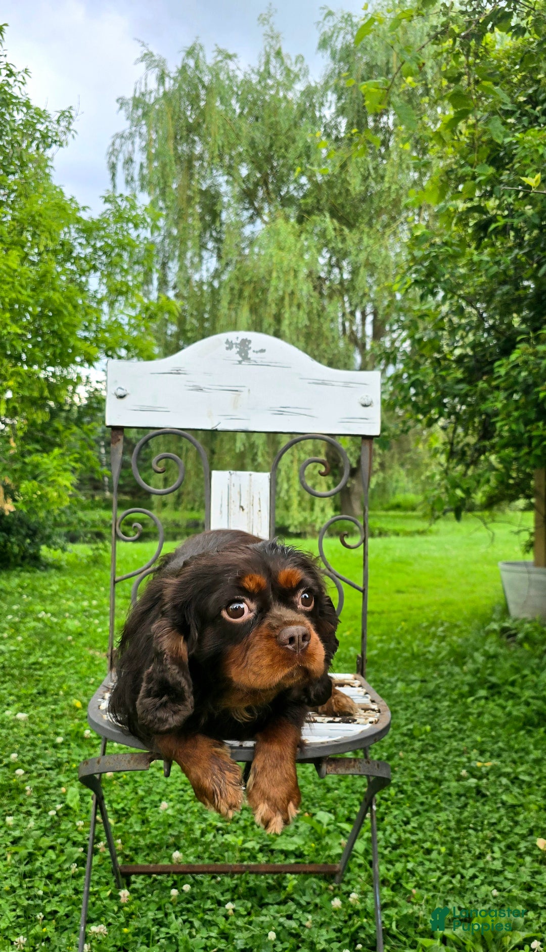 Cavalier King Charles Spaniel dogs for sale: Cavalier King Charles Spaniel Puppy 1 - Ad 5