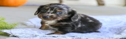Miniature Dachshund dogs for sale: Dustin Miniature Dachshund  - Ad 3