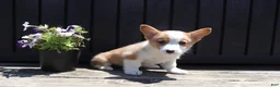 Welsh Corgi Pembroke dogs for sale: Samuel - Ad 5