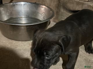 American Pit Bull Terrier dogs Bear - Ad 22