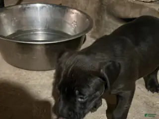 American Pit Bull Terrier dogs Bear - Ad 4