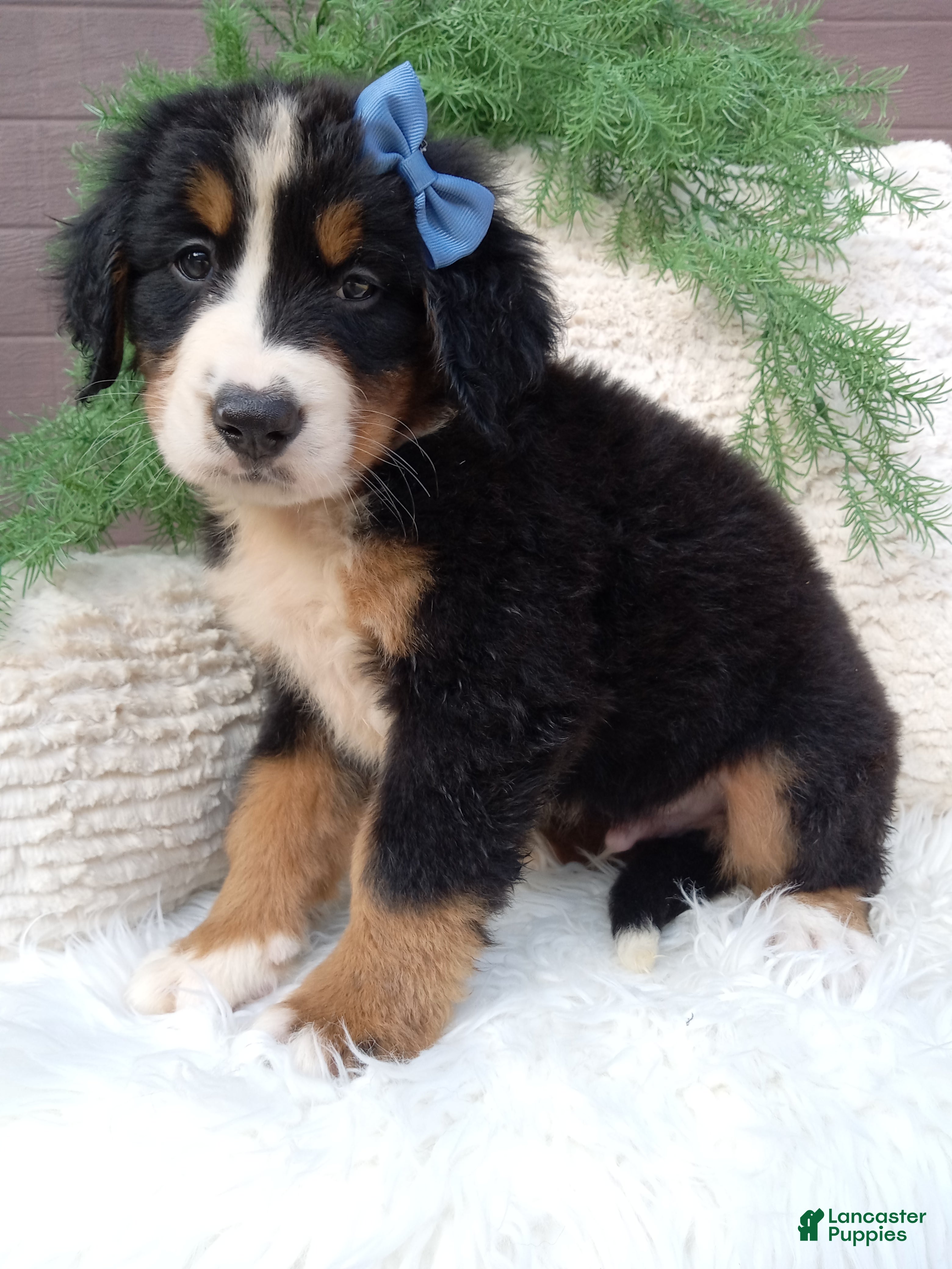 Bernese Mountain Dog dogs Champ - Ad 1