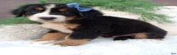 Bernese Mountain Dog dogs for sale: Champ - Ad 1