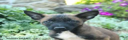 Belgian Malinois dogs for sale: Aurora - Ad 2