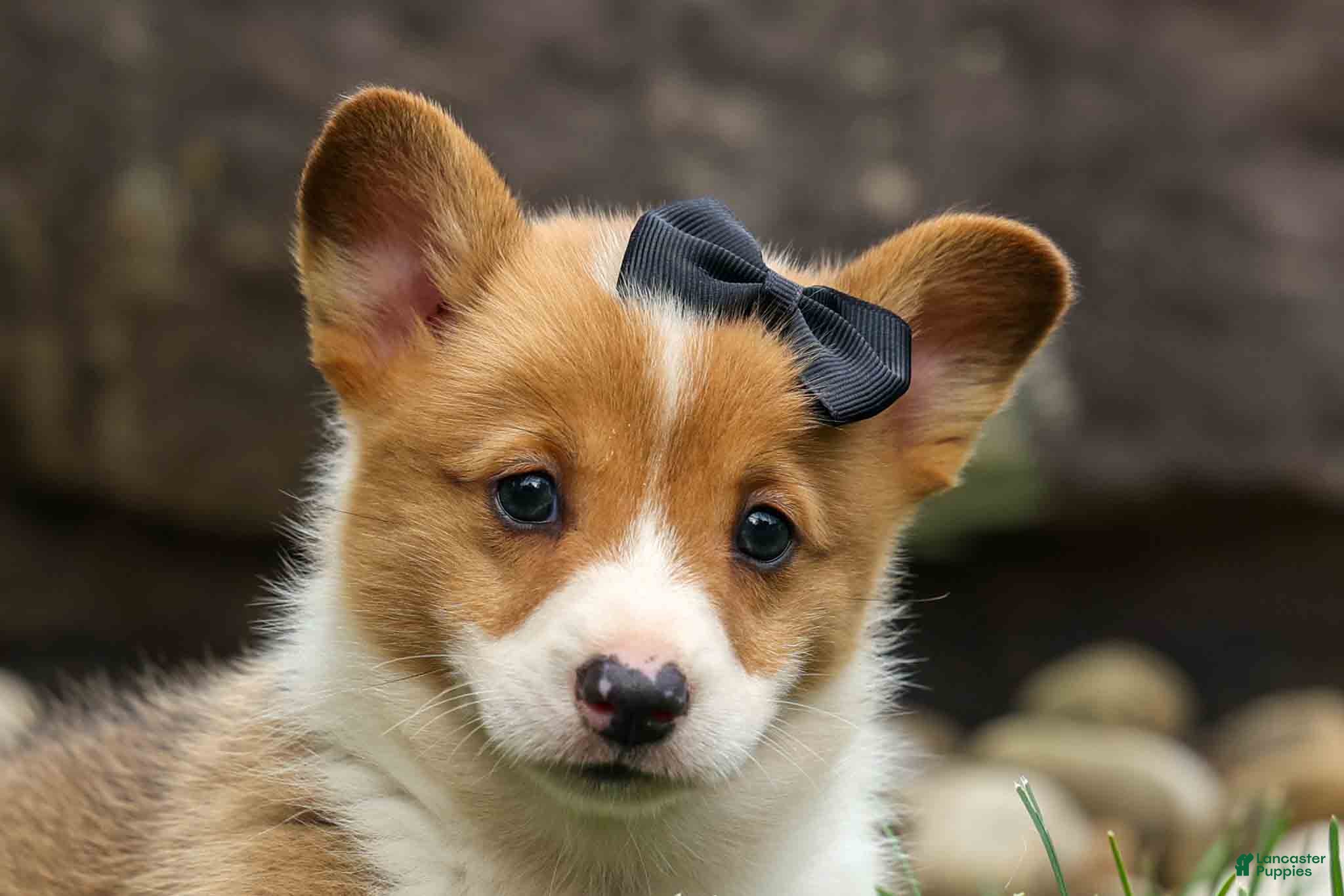 Welsh Corgi Pembroke dogs Trooper🐶 - Ad 1