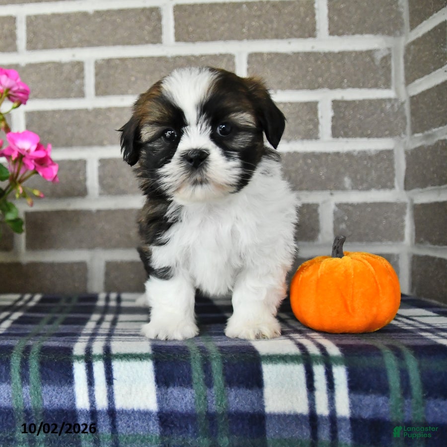 Shih Tzu dogs Cindy - Ad 2