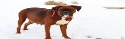 Boxer dogs for sale: Annie - Ad 5