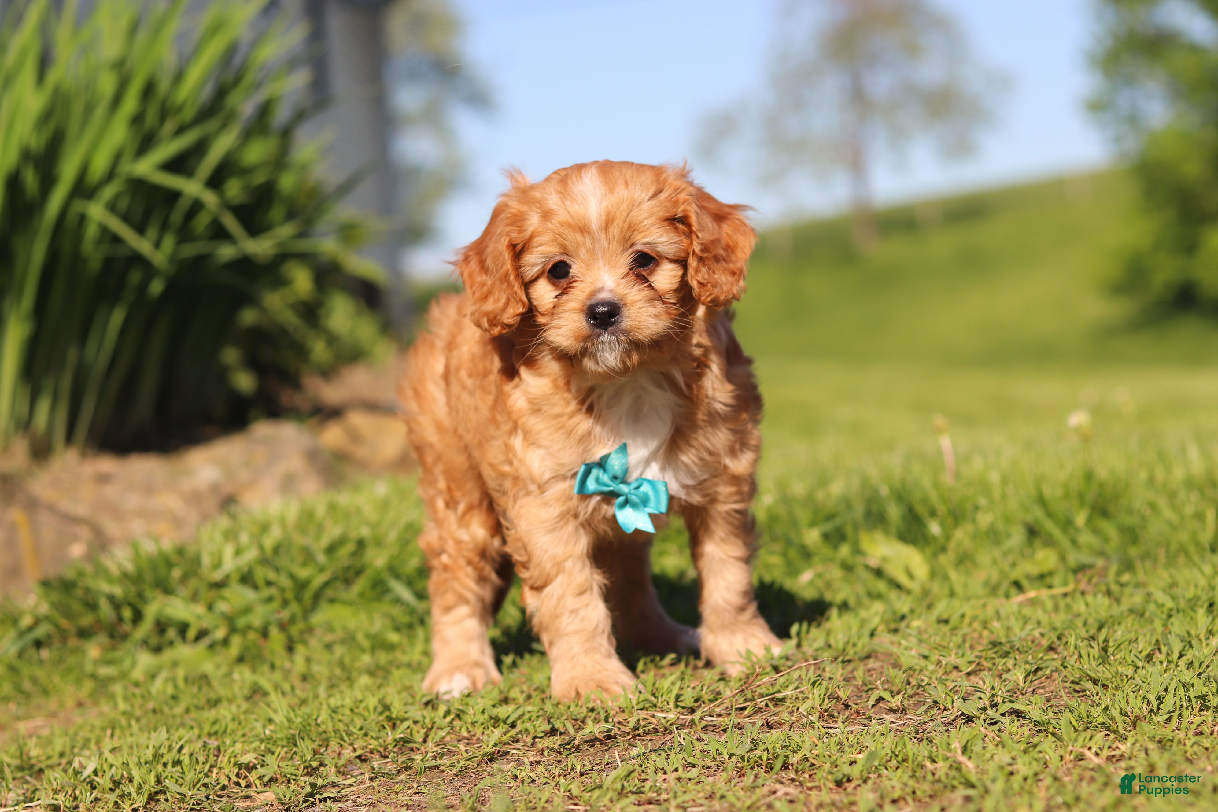 Cavapoo dogs Percy - Ad 2