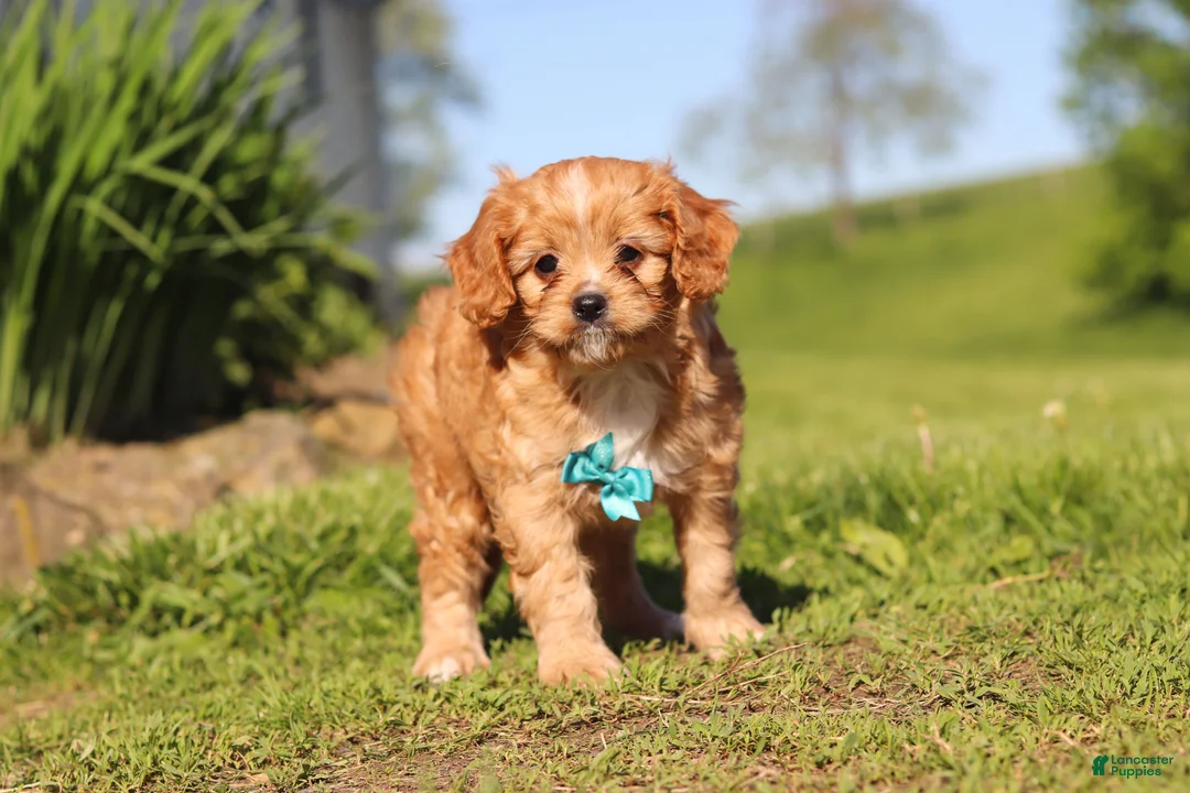 Cavapoo dogs for sale: Percy - Ad 2