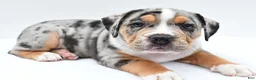 Beabull dogs for sale: Carson - Ad 7