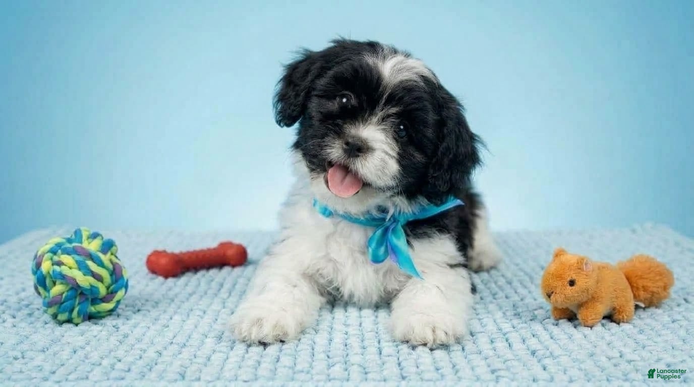 Maltipoo dogs PANDA - Ad 5